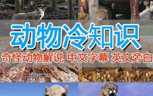 外面卖1699的国外纪录片解说(动物解说、美食、动画片)稳过中视频-润泽资源库